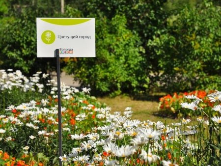 В Вологде принимают заявки на участие в проекте "Цветущий город"