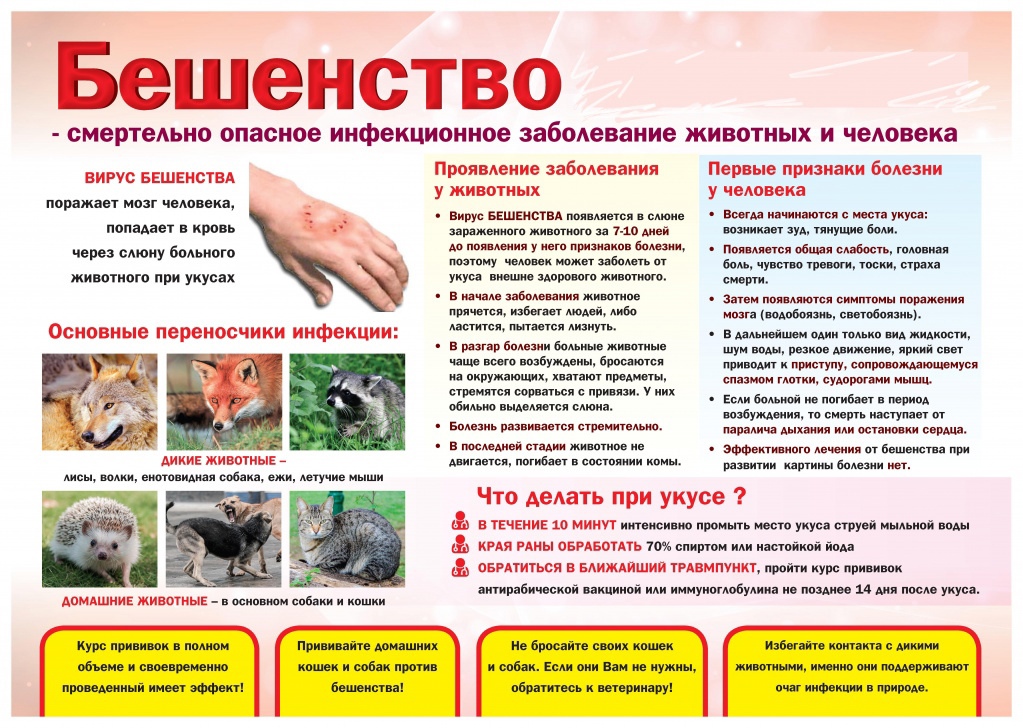Бешенство: основные переносчики, первые симптомы, что делать при укусе (13.07.2023г.)
